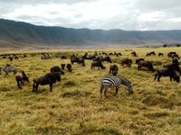 Ngorongoro krater Tanzania Djoser