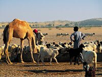  Kameel schapen Rajastan India