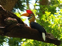 Sulawesi Tangkoko nationaal park regenwoud Djoser 