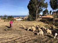 Peru Farmer Titicacameer