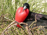 Vogel Galapagos