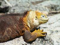 Iguana Galapagos