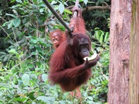 rondreis djoser maleisie sepilok orang-oetan