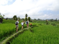 Rijstveld Bali Indonesië