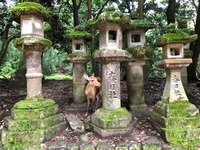 Nara hert Nara Japan