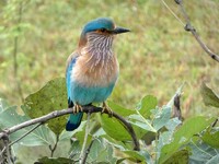 Indische Scharrelaar Bandhavgarh India Djoser