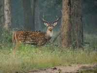 Hert kijkt in de camera Pench India Djoser