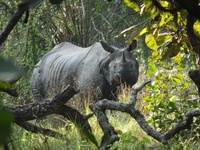 Indische neushoorn Chitwan kijkt in camera Nepal Djoser