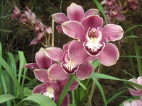 Orchidee 'plantentuin van de Himalaya' Gangtok India Djoser