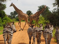 Vakantie in Afrika