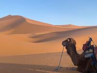 Erg Chebbi woestijn kameel marokko