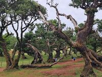 Verada do Fanal mystiek laurierbos Madeira Djoser