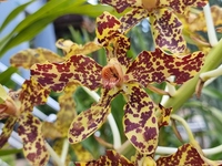 Grammatophylum Speciosum