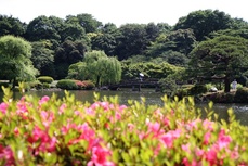 Shinjuku Gyoen Tokyo Japan Djoser