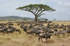 Serengeti Kenia