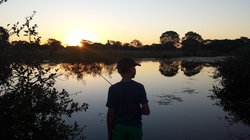 Pantanal vissen