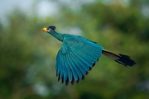Grote Blauwe Toerako Turacco Uganda