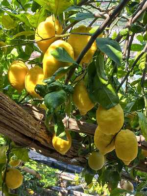 Citroenen in de Amalfi kust