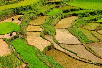 Rijstveld Toraja Sulawesi Indonesië