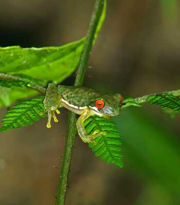 Monteverde