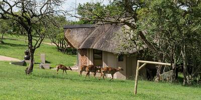 Muluwa lodge hertjes Zuid-Afrika