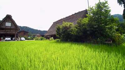 Japan 15 dagen