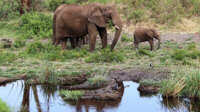 Rondreis Kenia, Tanzania & Zanzibar, hotel/lodge