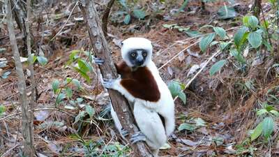Rondreis Madagaskar en Mauritius