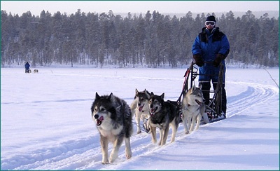 Lapland sledehonden Djoser Family