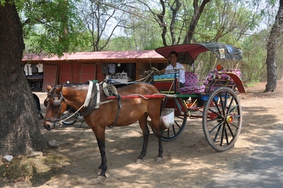 Myanamr excursie paard en wagen Djoser 