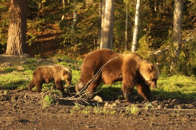 Natuurreis Finland