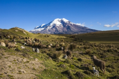 Chimborazo volcano and sheep on the moor, Andes, Ecuador