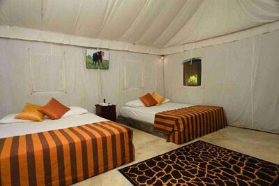 Wild Elephas Udawalawe kamer Sri Lanka Djoser