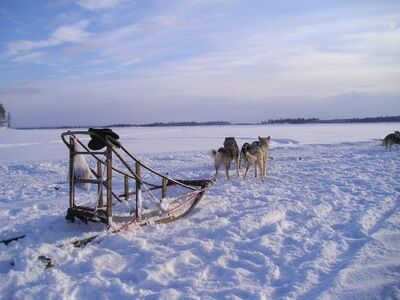 Lapland sledehonden Djoser Family