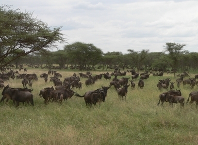 Gnoe wildebeest Serengeti Tanzania Djoser