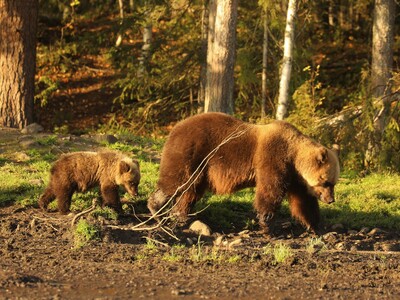 Natuurreis Finland