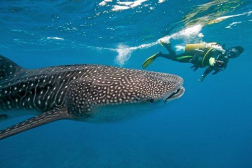 Inhambane Mocambique walvishaai