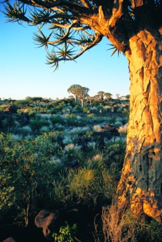 De Afrikaanse kokerboom