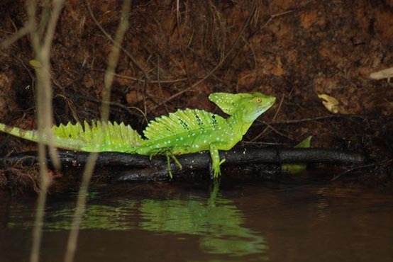 Caño Negro