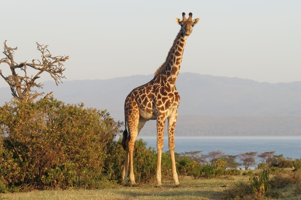 Crescent Island Kenia