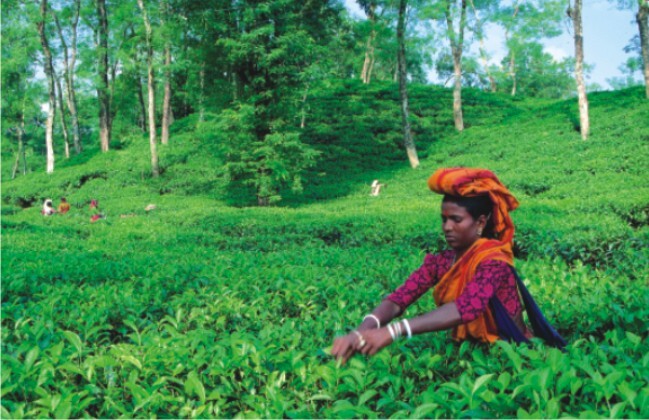 Theeplukker Bangladesh