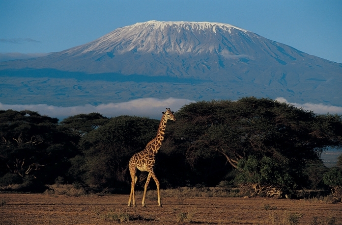 Tanzania giraffe