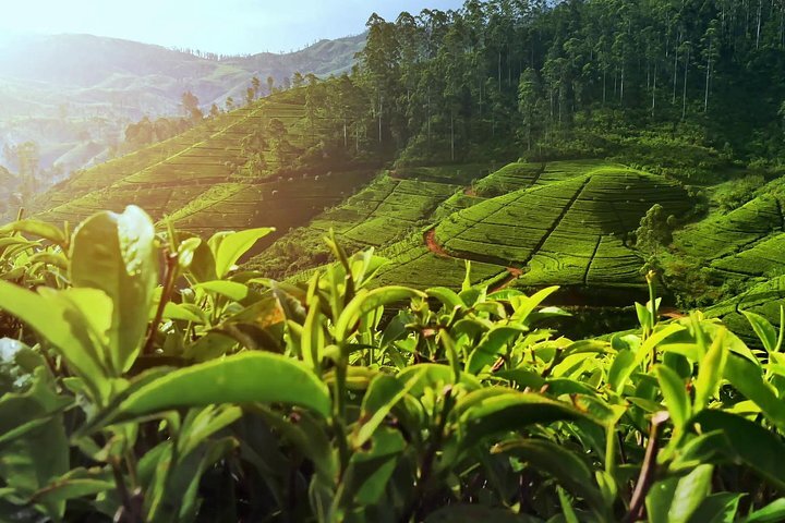 Nuwara Eliya theeplantages