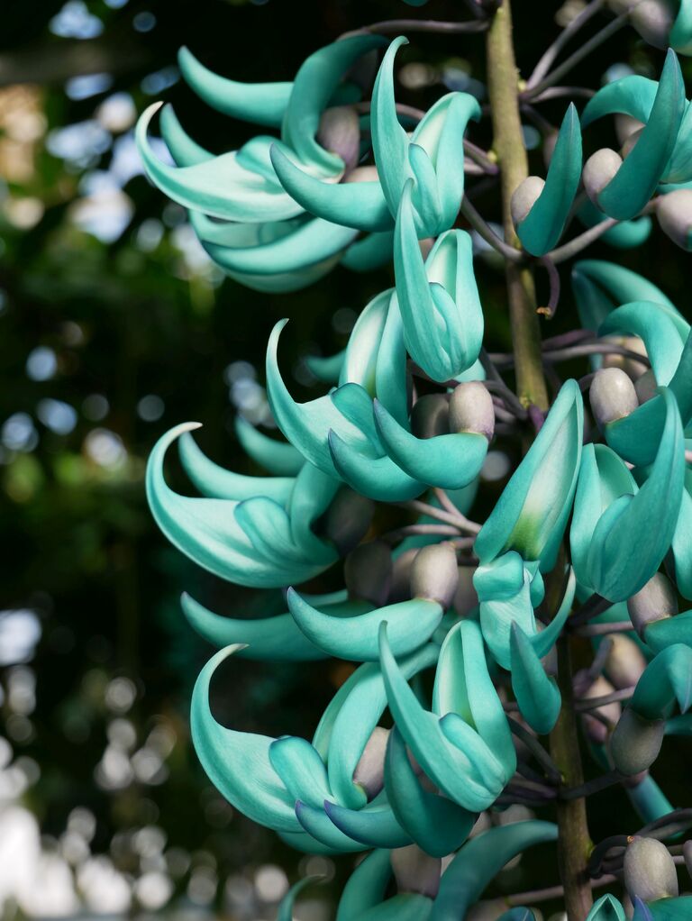 Jade Jade