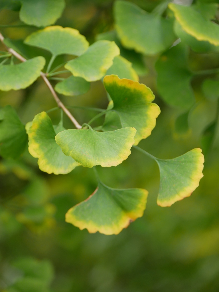 |Ginkgo Ginkgo