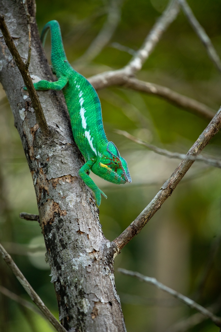 Kameleon in Madagaskar