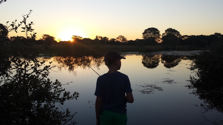 Pantanal vissen