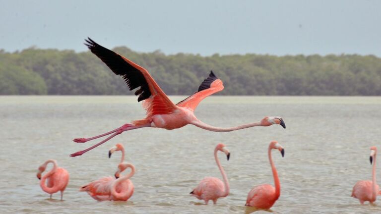 Flamingo's Las Colorados El Cuyo Mexico