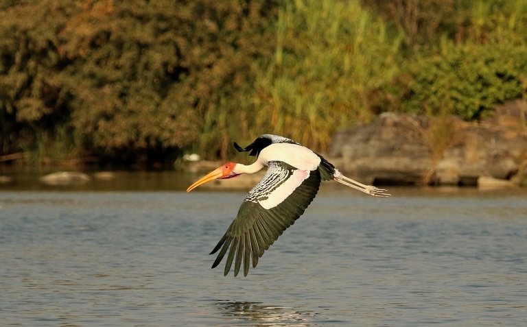 Ranganathittu Bird Sanctuary India
