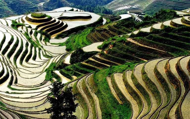 rijstterassen China
